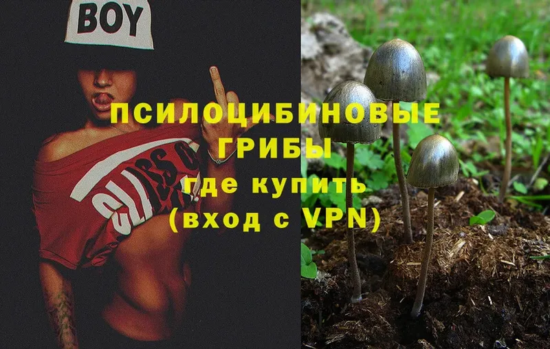 Псилоцибиновые грибы Psilocybe  Тюмень 